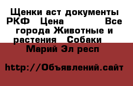 Щенки аст документы РКФ › Цена ­ 15 000 - Все города Животные и растения » Собаки   . Марий Эл респ.